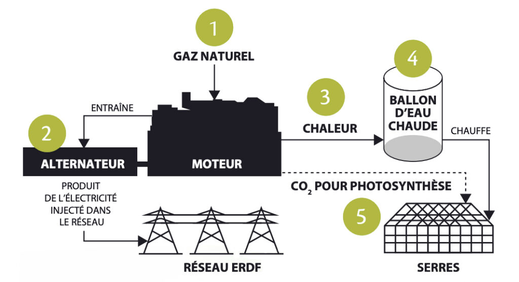 Infographie cogénération