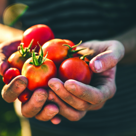 Farmer holding fresh tomatoes at sunset. Food, vegetables, agriculture