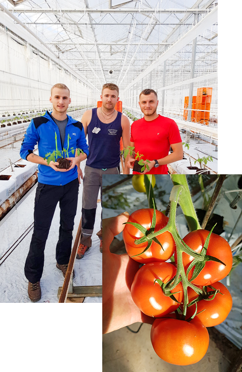 Montage-Duble-Tomate